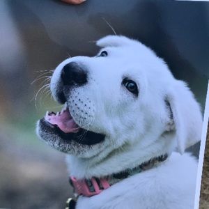 Meet your Posher, Amelia